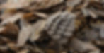 A pile of pangolin scales intercepted by customs