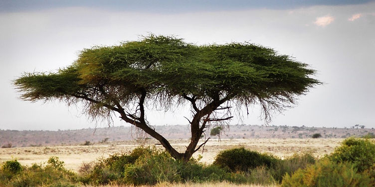 The Fascinating World of Acacia Trees: Diversity, Cultural Significance and Medicinal  Uses