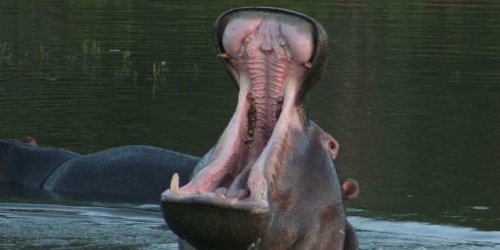 A hippo yawning can be quite an intimidating, but amazing wildlife sighting.
