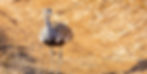 A red crested korhaan standing in a sandy road.