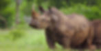 A white rhino sniffs the air with its head lifted high. White rhinos are distinguished from black rhinos by their wide lips, larger size, feeding characteristics and temperament.