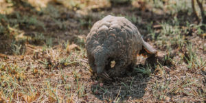 A pangolin walks across the ground, balancing on its back legs and gently resting its front legs on the ground.