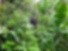 Assessment team trecking through the dense jungles of Negros.jpg