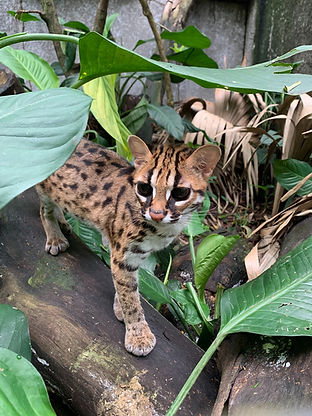 _Mimi_ the Leopard Cat exploring her enclosure.jpg