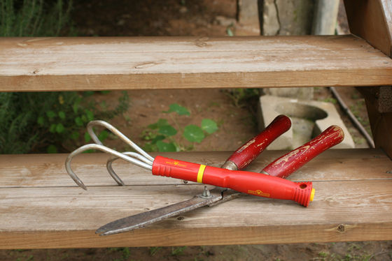 What to do for your Garden in February.