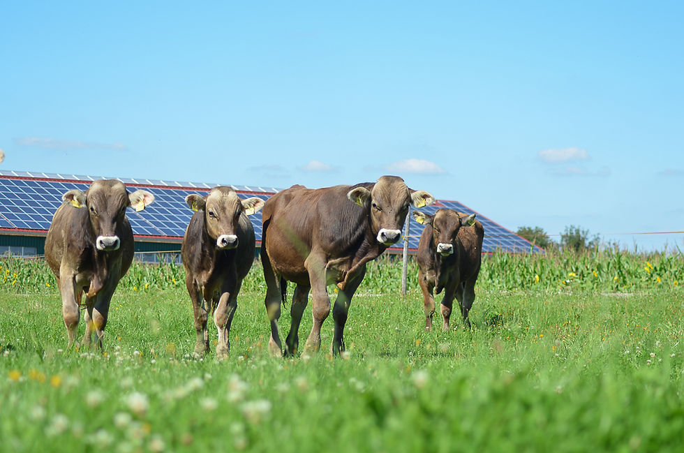 Blick über den Zaun