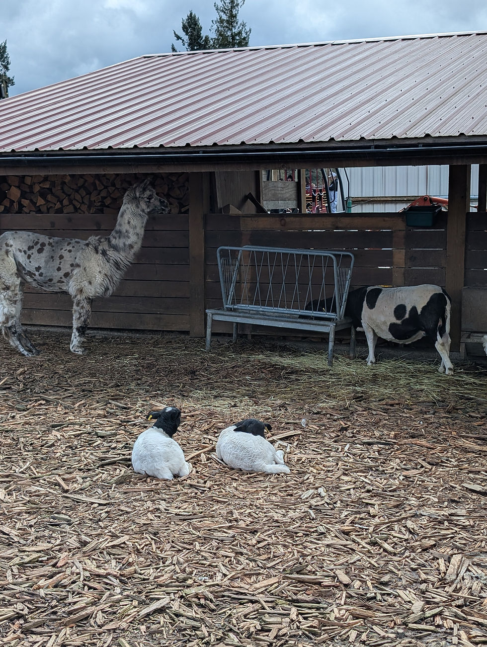 Some of the animals we saw at Greendale Acres!