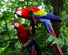 Palo-Verde-Macaw.jpg