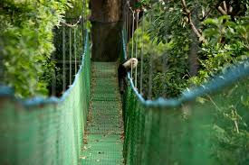 Hanging Bridges
