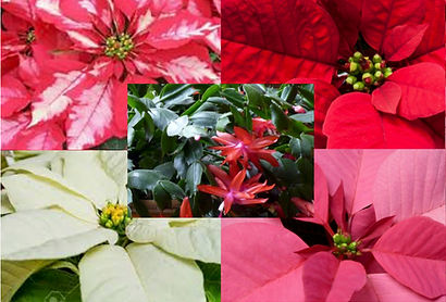 Chirtsmas Poinsettias Pic2019.jpg