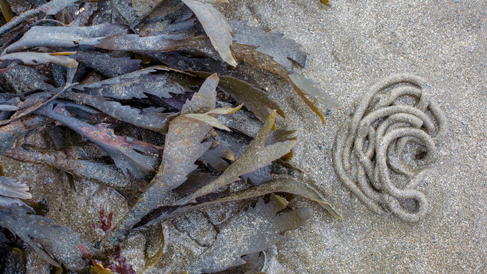 Penerf dans le département du Morbihan en Bretagne. ©Atelierpallagès