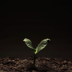 Les photos de l'Atelier
La photo de plantes pour un Time-Lapse
La Courgette