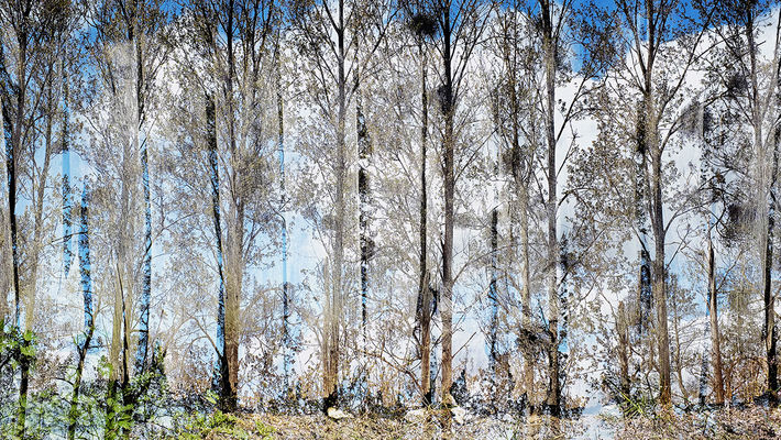 Arbre en Normandie - ©Atelier Pallagès