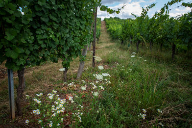 Balade autour du village de Wettolsheim.
©www.pallages.fr