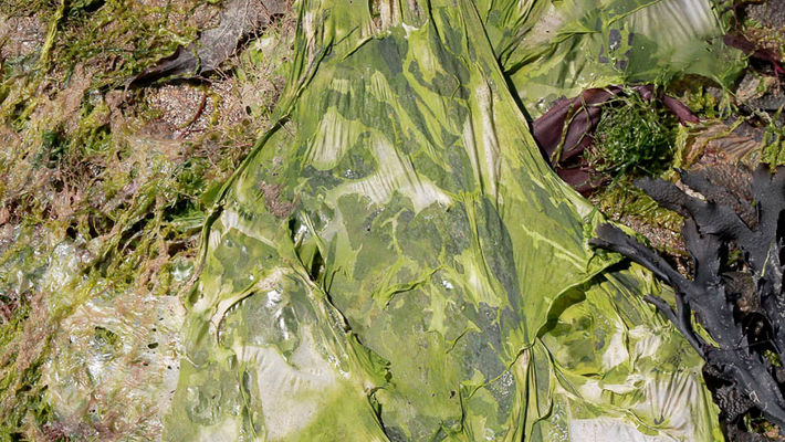 Penerf dans le département du Morbihan en Bretagne. ©Atelierpallagès