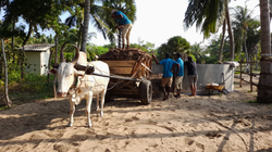 Walter the Ox, working at Elements Resort