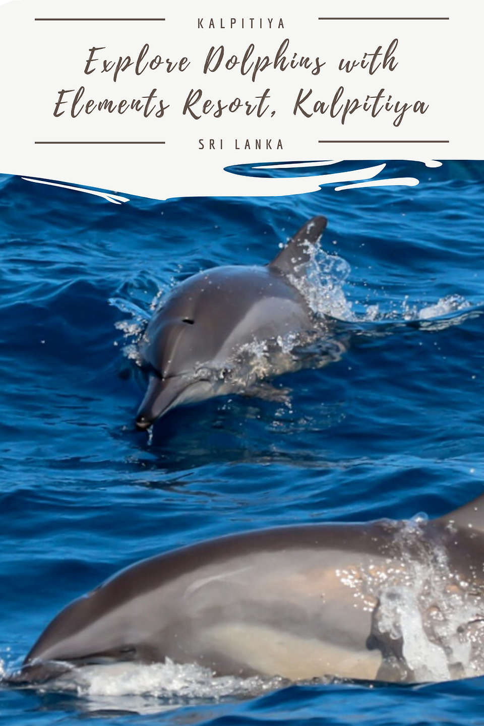 Explore Dolphins In Klapitiya