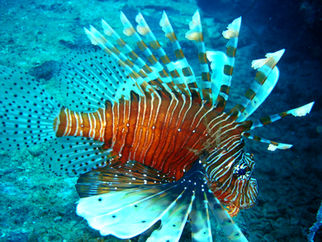 Lion fish, Scuba Diving Kalpitiya Sri Lanka
