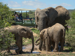 Exploring the Wonders of Shamwari Game Reserve