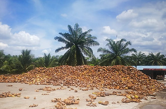 Coconut Waste