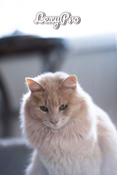 Thumbnail: LexyPro - Skin & Coat Coconut Oil - 300ml