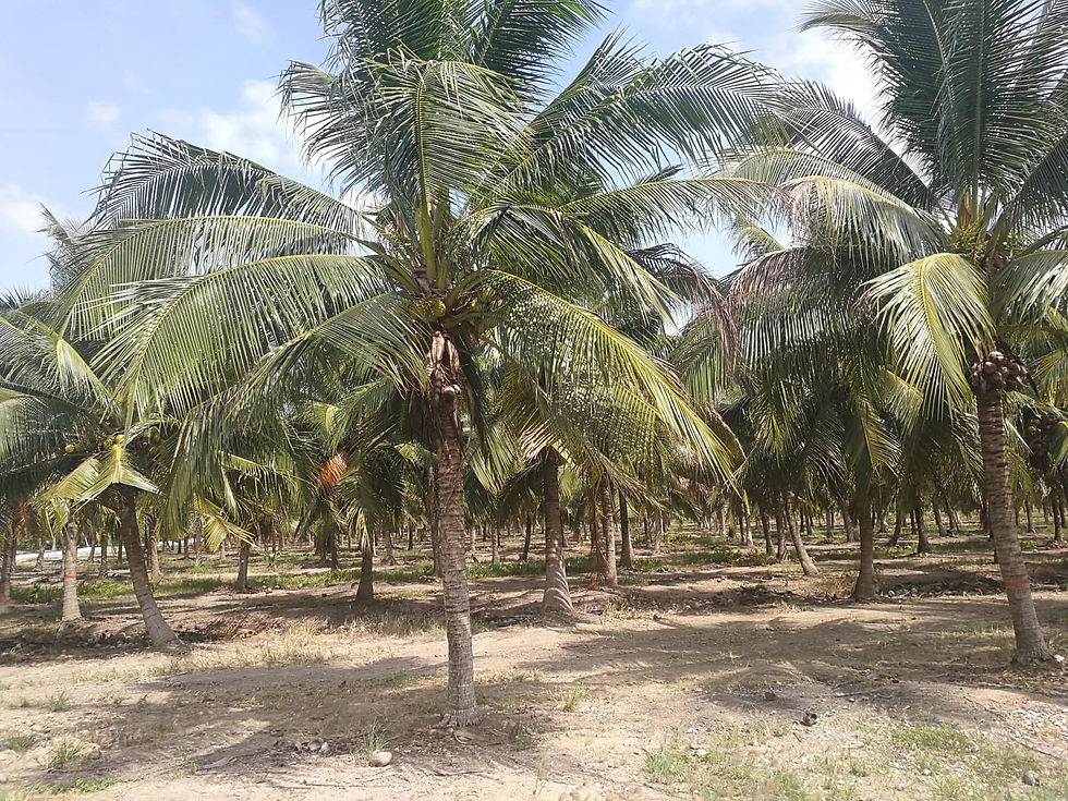 HYBRID COCONUT
