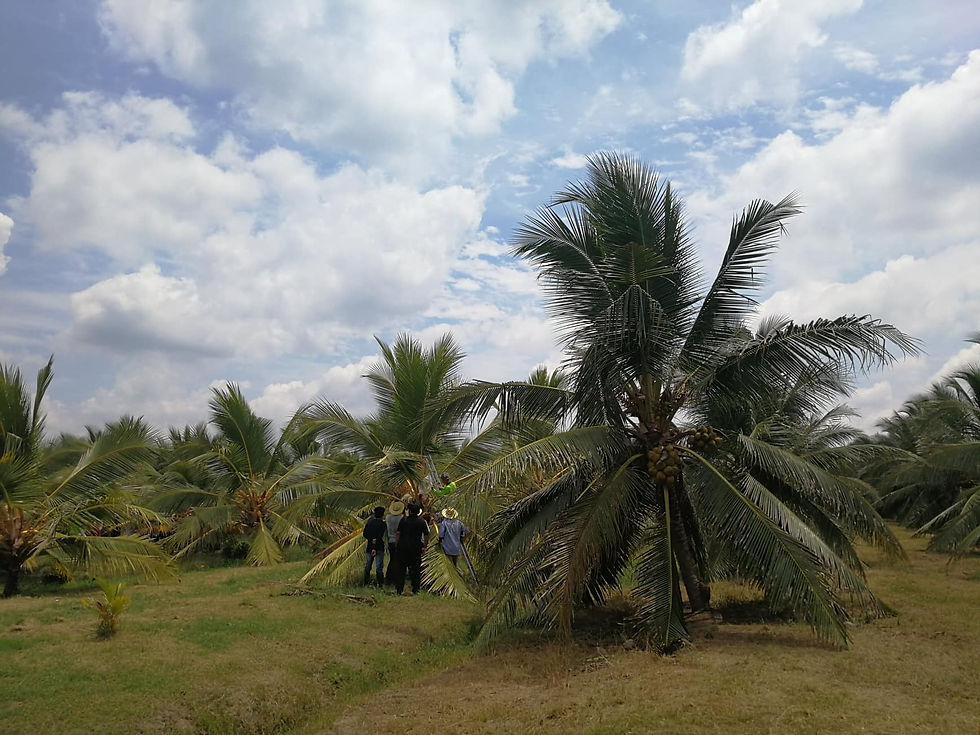 HYBRID COCONUT