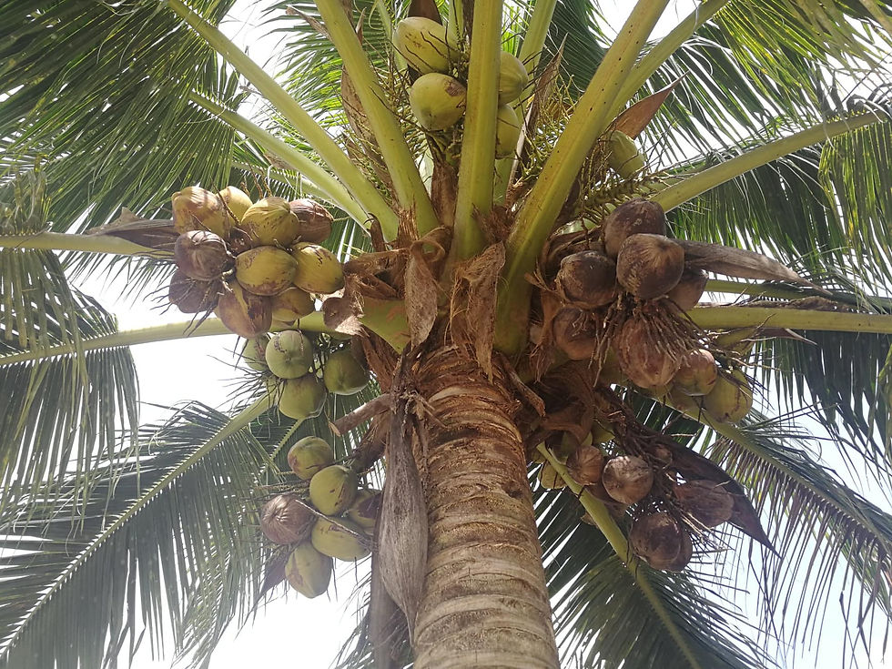 HYBRID COCONUT