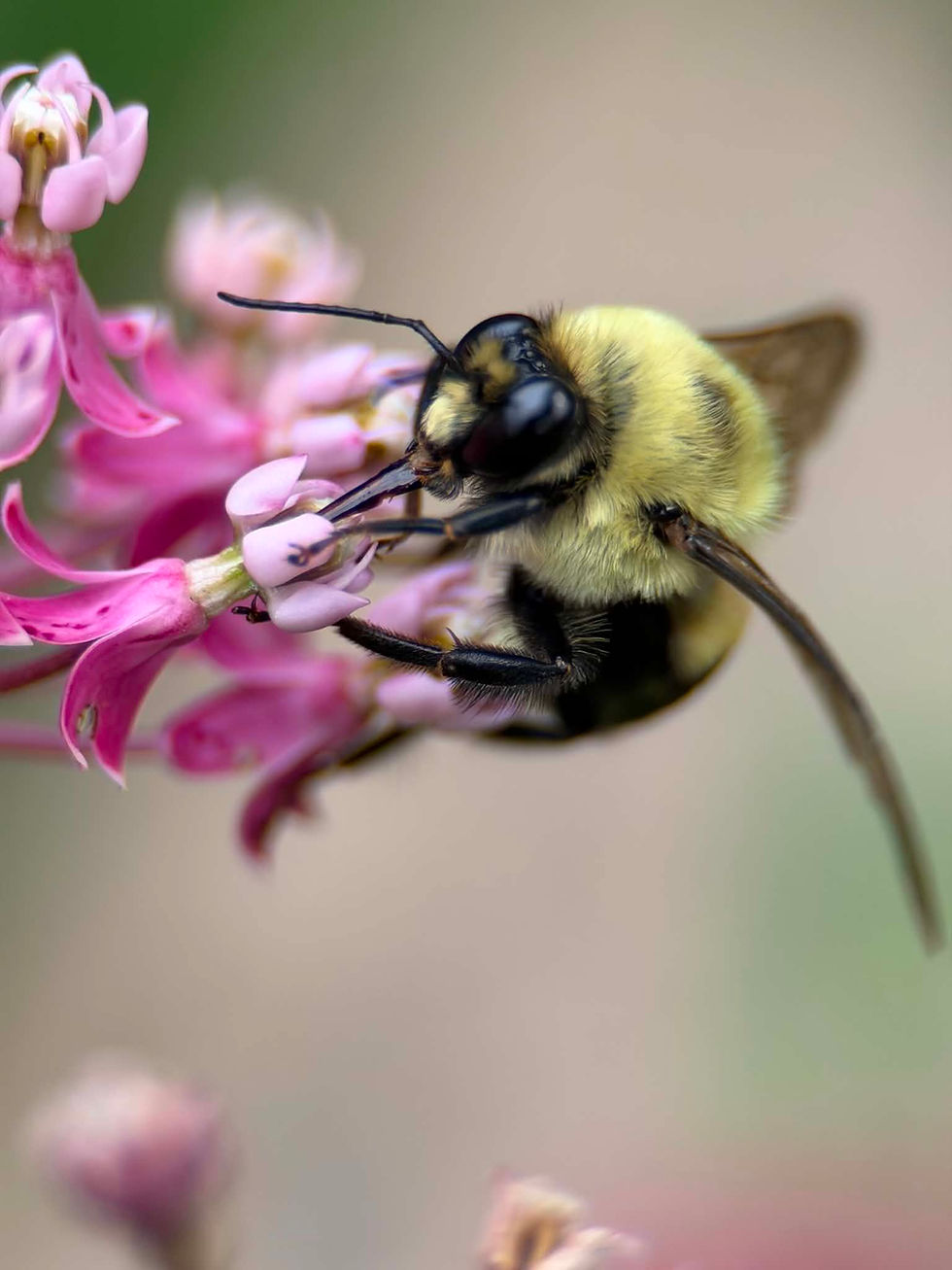 A bumblebee on a Swamp Milkweed flower