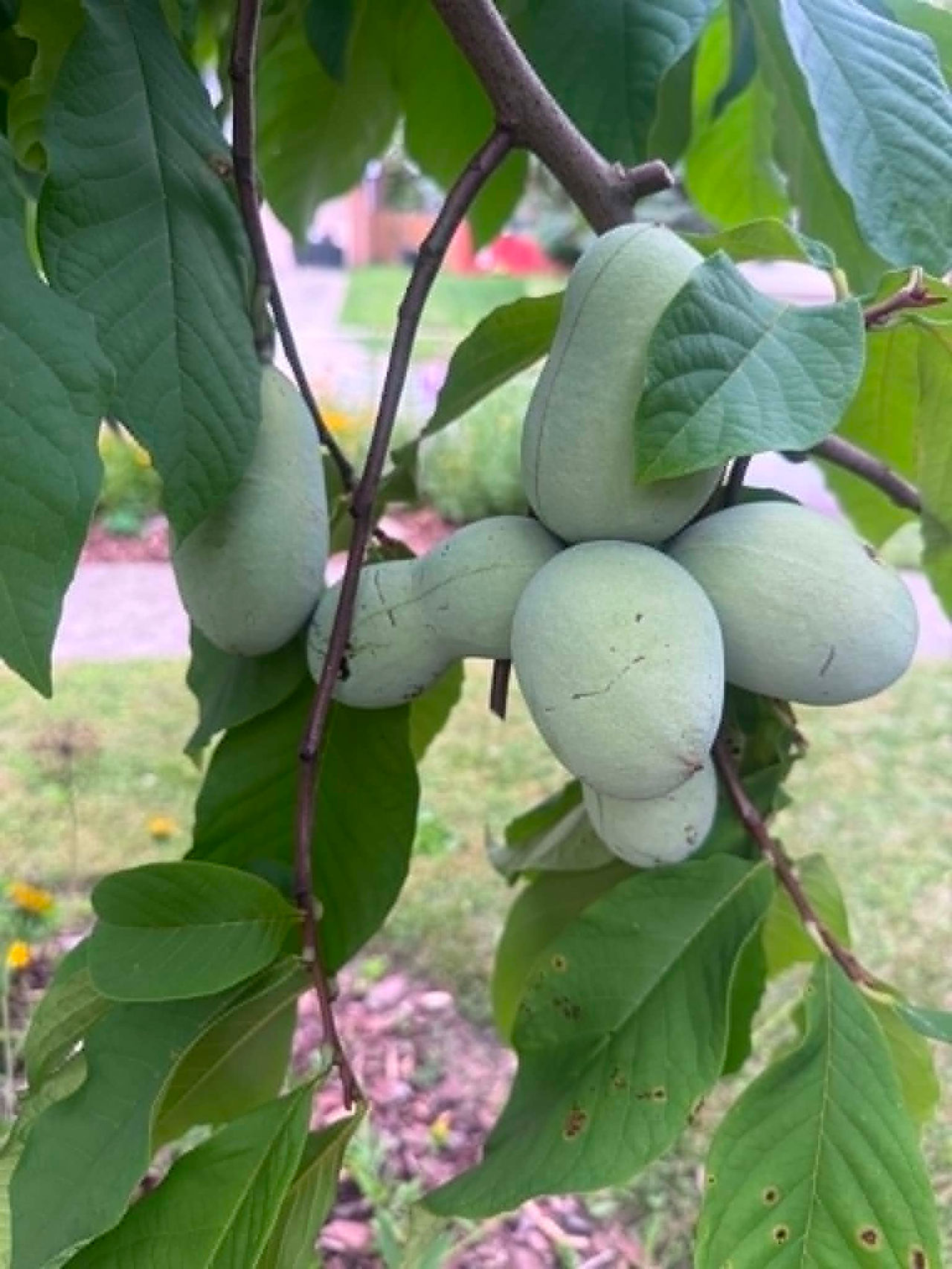 paw paw fruit on a paw paw tree