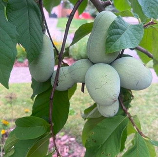 paw paw fruit on a paw paw tree