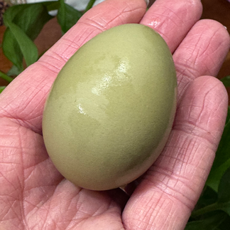 backyard chicken organic green egg