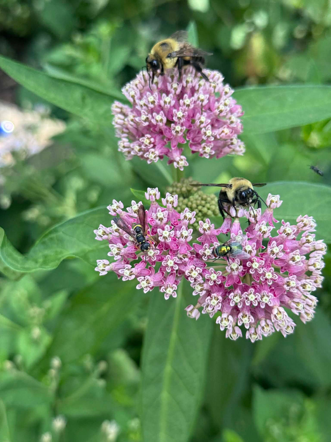 Swamp milkweed in garden