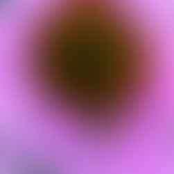 a honeybee on a native coneflower