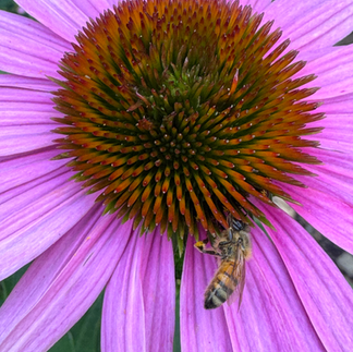 a honeybee on a native coneflower