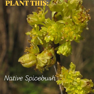 Native Spicebush in landscape for pollinators
