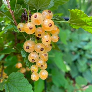 Currants in a suburban edible landscaping plan