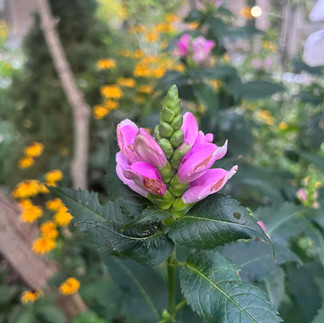 Pink Turtlehead native flower ohio