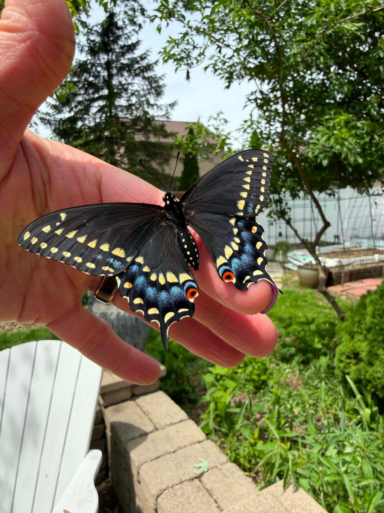 A Black Swallowtail butterfly on a woman's finger
