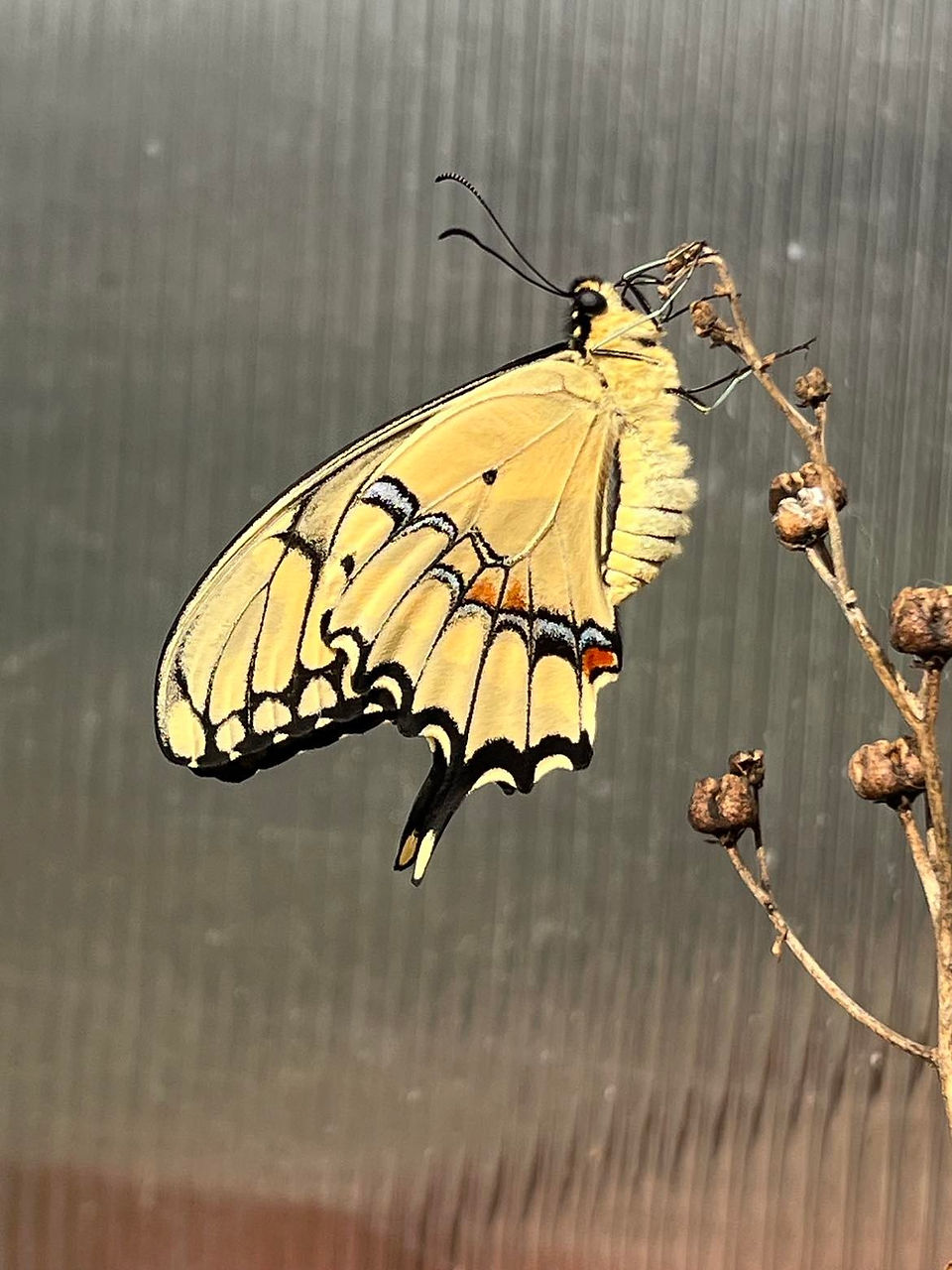 Giant Swallowtail butterfly in the garden