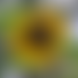 bees pollinating sunflower in garden