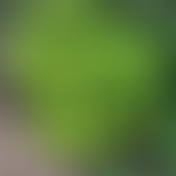 Golden barberry bush