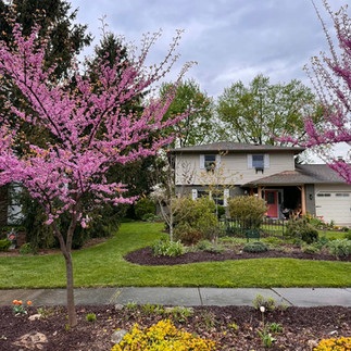 Eastern Redbud tree in landscaping