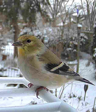 Goldfinch with winter plumage