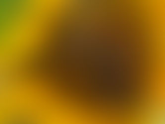 Bumblebees on a sunflower