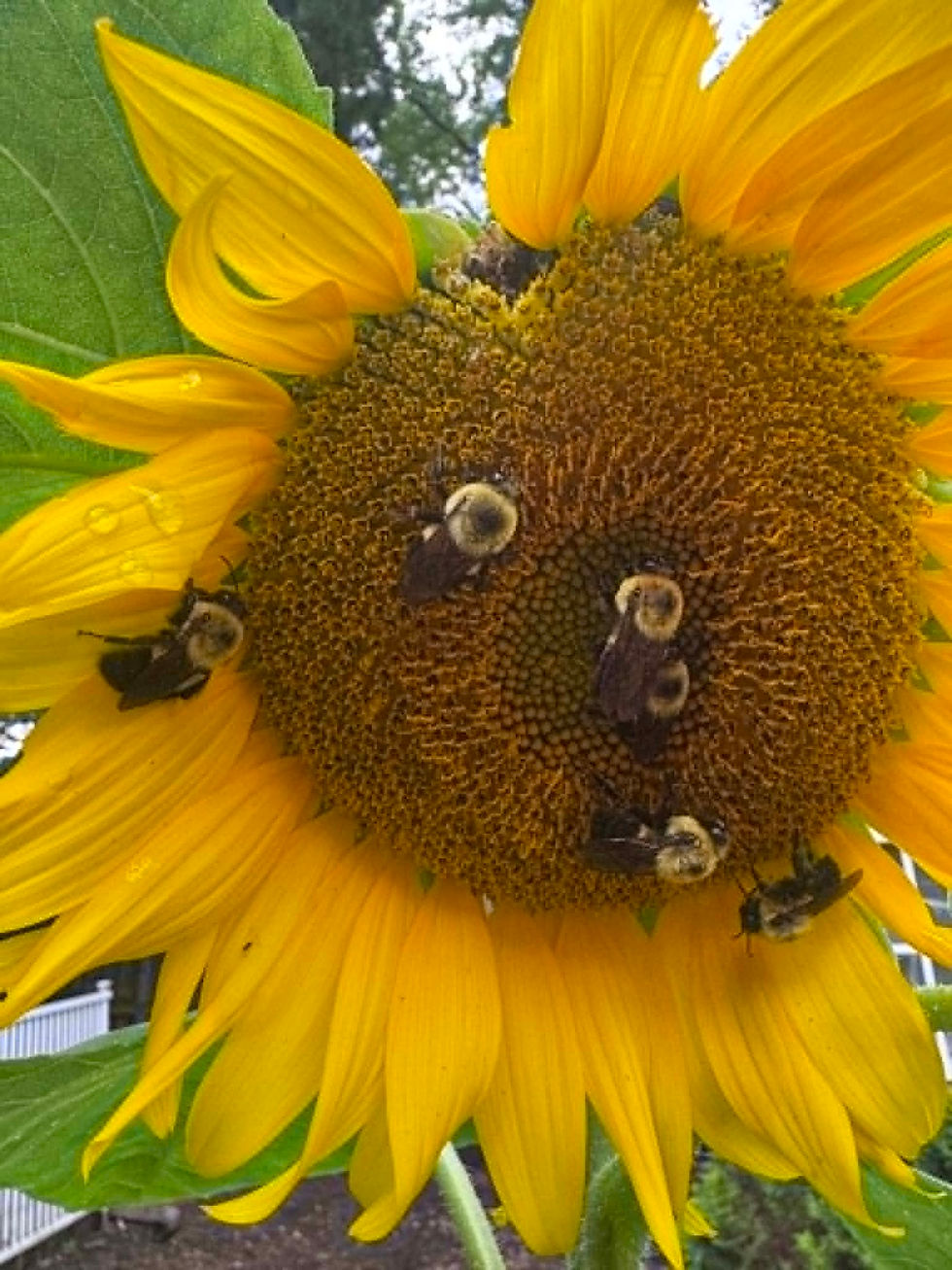Bumblebees on a sunflower