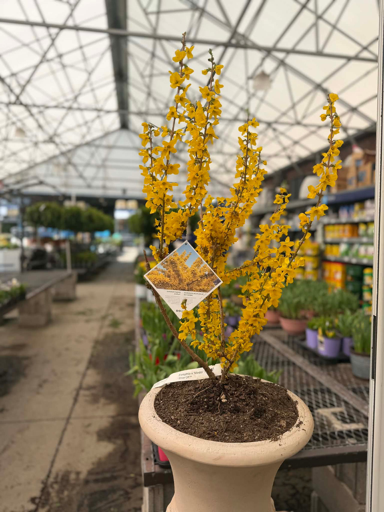 Forsythia bush in pot