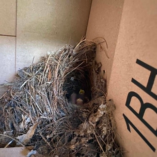 Carolina wren bird nest in a shed