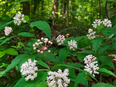 Native plants aren’t just beautiful. They’re part of the local food web