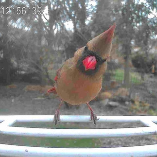 A female Northern Cardinal bird on a camera feeder